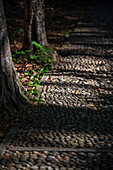  Cobblestones with tree-lined avenue, Lake Orta is a northern Italian lake in the northern Italian, Lago d&#39;Orta, or Cusio, region of Piedmont, Italy, Europe 
