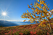  Autumnal colored birch with Inntal and Karwendel in the background, Kuhmesser, Tux Alps, Zillertal, Tyrol, Austria 