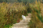  Little egret standing on hiking trail, Egretta garzetta, Sentiero Natura, Oasi Canneviè nature reserve, Delta di Po, Po delta, Emilia-Romagna, Italy 