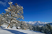 Almhütte und Winterwald vor Hochkönig im Hintergrund, Schwalbenwand, Salzburger Schieferalpen, Salzburg, Österreich