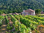 Trauben wachsen an Weinreben, Weinregion Ribeiro, Pazos de Arenteiro, Boborás, Provinz Ourense, Galicien, Spanien