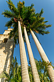 Hohe Palmen neben der Kirche Iglesia de Jesus, Merida, Bundesstaat Yucatan, Mexiko