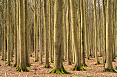  Original beech forest, UNESCO World Heritage Site on the Baltic coast in the Jasmund National Park, Ruegen Island, Mecklenburg-Western Pomerania, Germany   