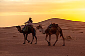Afrika, Marokko, Zagora, Sahara, Erg Lehoudi, Berber und Dromedare im Sonnenuntergang