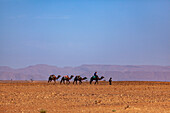  Africa, Morocco, Zagora, Sahara, Erg Lehoudi, small caravan 