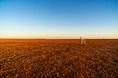  Africa, Morocco, Zagora, Sahara, Erg Lehoudi, camping chair on endless plain\n 