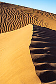  Africa, Morocco, Zagora, Sahara, Erg Lehoudi, dune ridge 