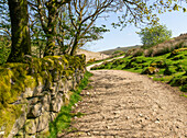 Wanderweg West Dart Valley Walk, in der Nähe von Two Bridges, Dartmoor, Devon, England, Großbritannien