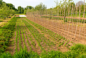 Henri’s Field growing area, Schumacher College, Dartington Hall estate, Totnes, Devon, England, UK