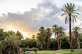  North Africa, Morocco, date palms in the evening light 