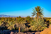  North Africa, Morocco, Dra Valley, date palms 