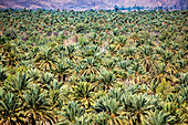 Nordafrika, Marokko, Draa Tal, Dattelpalmen Plantage