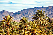  North Africa, Morocco, Draa Valley, date palms\n 