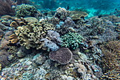 Unterwasseraufnahme von Fischen und Korallen, Pink Beach, Insel Komodo, Sundainseln, Ost-Nusa Tenggara, Indonesien