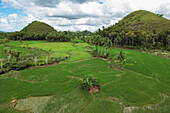 Luftaufnahmen von Kokospalmen in Reisfeldern, in der Nähe von Carmen, Bohol, Philippinen, Südostasien