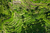 Luftaufnahme der Tegallalang-Reisterrasse mit Kokospalmen, Tegallalang, Gianyar, Bali, Indonesien, Südostasien