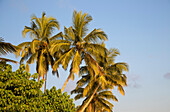 Kokospalmen vor blauem Himmel, Mirissa, Sri Lanka, Asien