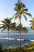 Tropische Landschaft mit Palmen auf einem Hügel am blauen Meer, Mirissa, Sri Lanka, Asien