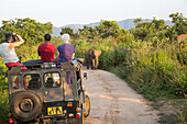 Elefanten, Safari im Biosphärenreservat Hurulu Eco Park, Habarana, Distrikt Anuradhapura, Sri Lanka, Asien