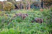 Wilde Elefanten im Biosphärenreservat Hurulu Eco Park, Habarana, Distrikt Anuradhapura, Sri Lanka, Asien