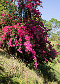 Rosa Bougainvillea-Blüten im Hochland von Sri Lanka, Asien