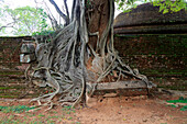 Nahaufnahme der Brettwurzeln eines Banyan-Baumes, antike Stadt Polonnaruwa, Nord-Zentral-Provinz, Sri Lanka, Asien