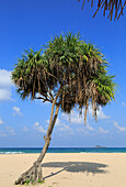 Pandanus palm trees growing on sandy beach, Nilavelli, Trincomalee, Sri Lanka, Asia