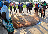 Traditional fishing catch landed in net Nilavelli beach , near Trincomalee, Eastern province, Sri Lanka, Asia