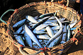 Korb mit frisch gefangenem Fisch, Nilavelli Beach, in der Nähe von Trincomalee, Ostprovinz, Sri Lanka, Asien