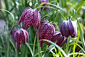 Chess flower (Fritillaria meleagris), also checkerboard flower, lapwing egg