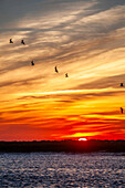 Sonnenuntergang am Meer und Vögel am Himmel