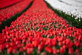 Rote und weiße Tulpen auf einem Feld im Frühling, Schwaneberg, Magdeburg, Sachsen-Anhalt, Deutschland, Europa
