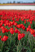  Tulip field in spring, Schwaneberg, Magdeburg, Saxony-Anhalt, Germany, Europe 