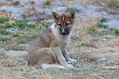 Grönländischer Schlittenhund, Canis lupus familiaris, Welpe, Ilulissat, West-Groenland, Grönland