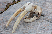  Walrus, Odobenus rosmarus, skull with long tusks on a rock, Disko Bay, Ilulissat, North America, West Greenland 