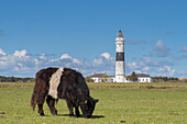  Kampen Lighthouse and Belted Galloways, Sylt Island, North Frisia, Schleswig-Holstein, Germany 