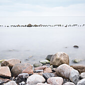  Chalk cliffs, Jasmund National Park, Rügen Island, Baltic Sea, Mecklenburg-Western Pomerania, Germany 