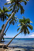 Kokosnusspalmen am Strand in der Lagune, Bora Bora, Inseln unter dem Winde, Französisch-Polynesien, Südpazifik