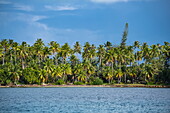 Strand mit Kokosnusspalmen in der Lagune, Bora Bora, Leeward-Inseln, Französisch-Polynesien, Südpazifik