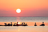  Seagulls at sunset, Ruegen Island, Mecklenburg-Western Pomerania, Germany 
