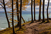  Beech forest at the chalk cliffs, Jasmund National Park, Ruegen Island, Mecklenburg-Western Pomerania, Germany 