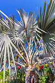 Weihnachtsschmuck an einer Palme, Ayla Marina Village, Akaba am Roten Meer, Jordanien, Arabische Halbinsel, Vorderasien