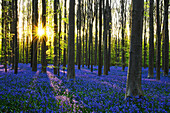  Flower carpet of blue-flowering bluebells at sunset in spring over the forest floor of the Hallerbos beech forest. Flemish Brabant, Belgium, Europe 