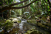  Africa, Mauritius Island, Indian Ocean, stream through forest 