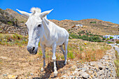  Weißes Pferd steht in der Nähe einer Landstraße, Insel Serifos, Kykladen, Griechenland 