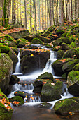 Kleine Ohe, Bachlauf im Herbst, Nationalpark Bayrischer Wald, Bayern, Deutschland