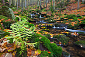 Kleine Ohe, Bachlauf im Herbst, Nationalpark Bayrischer Wald, Bayern, Deutschland