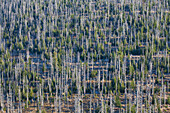  Mountain spruce forest infested by bark beetles at Lusen, Bavarian Forest National Park, Bavaria, Germany 