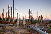 Bark beetle-infested mountain spruce forest at Lusen at sunrise, Bavarian Forest National Park, Bavaria, Germany 