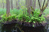  Black alder, Alnus glutinosa, alder swamp forest, Saxony-Anhalt, Germany 